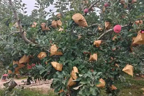 苹果什么时候摘袋，因地区、品种而异
