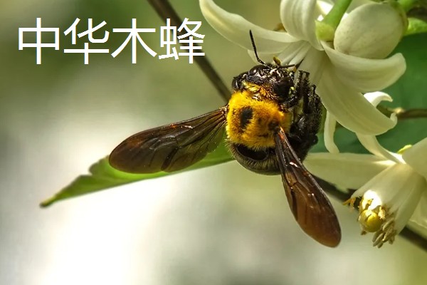 木蜂的简介,是木蜂属昆虫的统称
