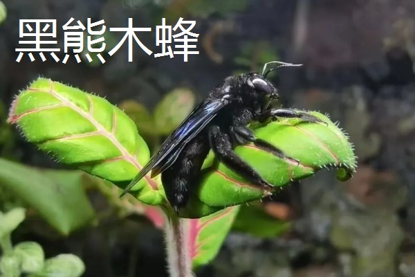 木蜂的简介,是木蜂属昆虫的统称