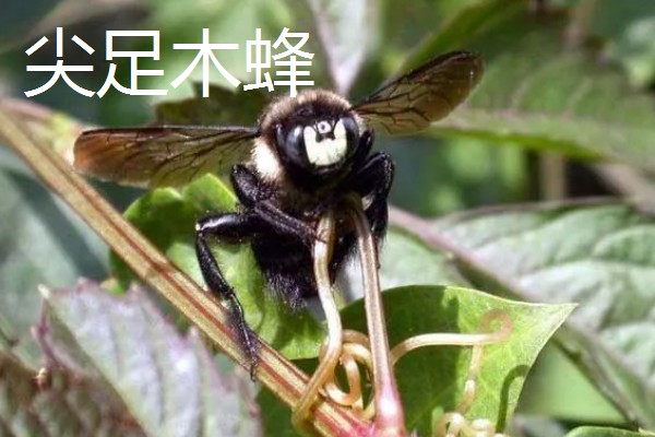 木蜂的简介,是木蜂属昆虫的统称
