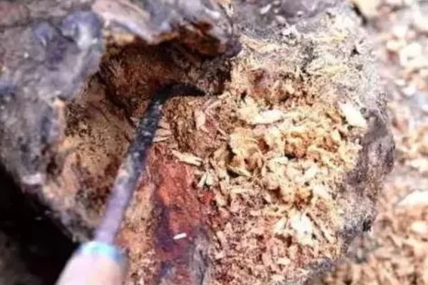 木蜂的简介,是木蜂属昆虫的统称