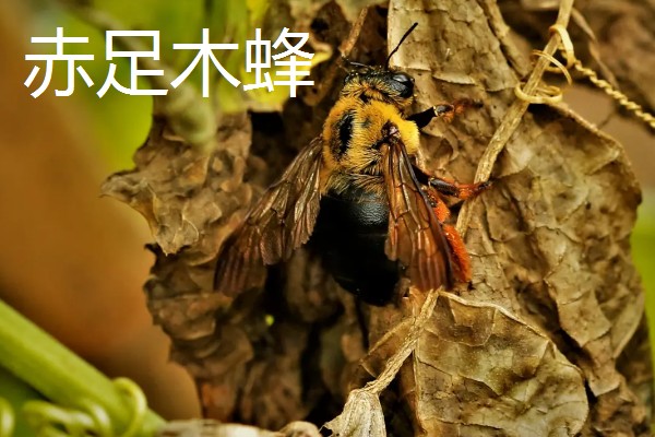 木蜂的简介,是木蜂属昆虫的统称
