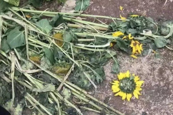 木蜂的简介,是木蜂属昆虫的统称