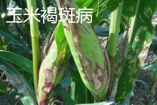 玉米褐斑病如何防治,4-5叶期喷施粉锈宁等药物
