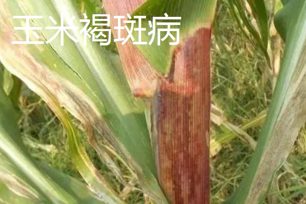 玉米褐斑病如何防治,4-5叶期喷施粉锈宁等药物