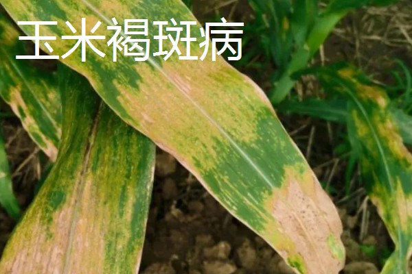 玉米褐斑病如何防治,4-5叶期喷施粉锈宁等药物