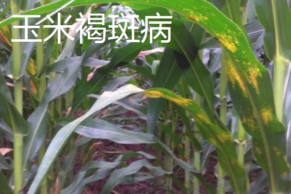 玉米褐斑病如何防治,4-5叶期喷施粉锈宁等药物
