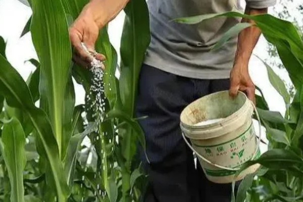 玉米褐斑病如何防治,4-5叶期喷施粉锈宁等药物
