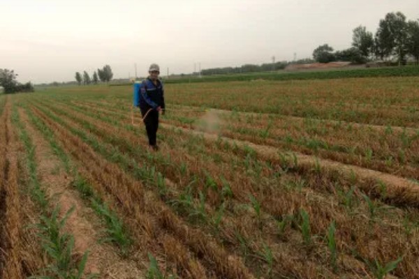 玉米褐斑病如何防治,4-5叶期喷施粉锈宁等药物