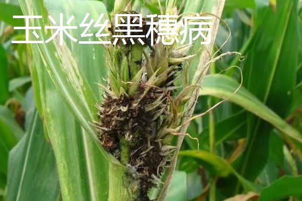 玉米褐斑病如何防治,4-5叶期喷施粉锈宁等药物