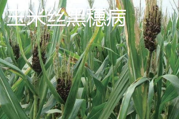 玉米褐斑病如何防治,4-5叶期喷施粉锈宁等药物