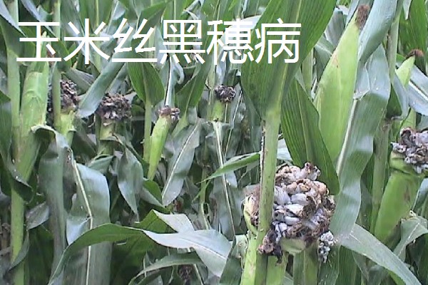 玉米褐斑病如何防治,4-5叶期喷施粉锈宁等药物