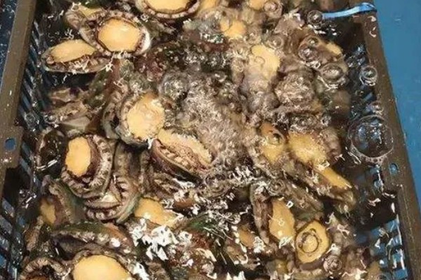 新鲜鲍鱼怎么保存,可放在冰箱中速冻