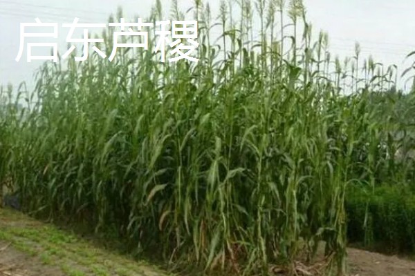 启东市的优质农产品,吕四海蜇曾荣获金海鲜奖