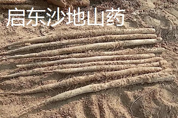 启东市的优质农产品,吕四海蜇曾荣获金海鲜奖
