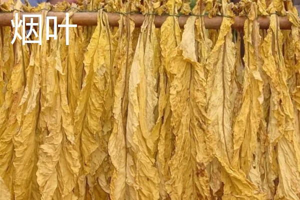 启东市的优质农产品,吕四海蜇曾荣获金海鲜奖