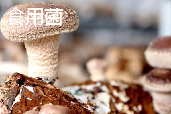 启东市的优质农产品,吕四海蜇曾荣获金海鲜奖
