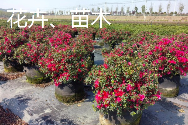 启东市的优质农产品,吕四海蜇曾荣获金海鲜奖