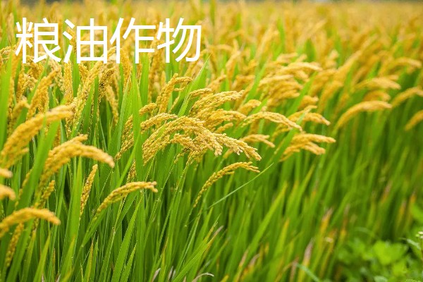 启东市的优质农产品,吕四海蜇曾荣获金海鲜奖