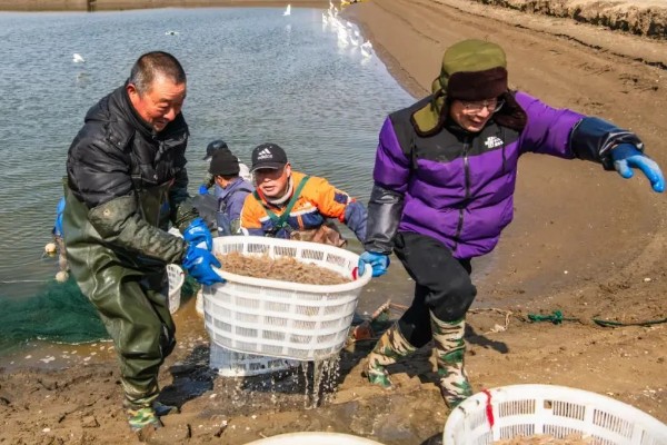 启东市的优质农产品,吕四海蜇曾荣获金海鲜奖