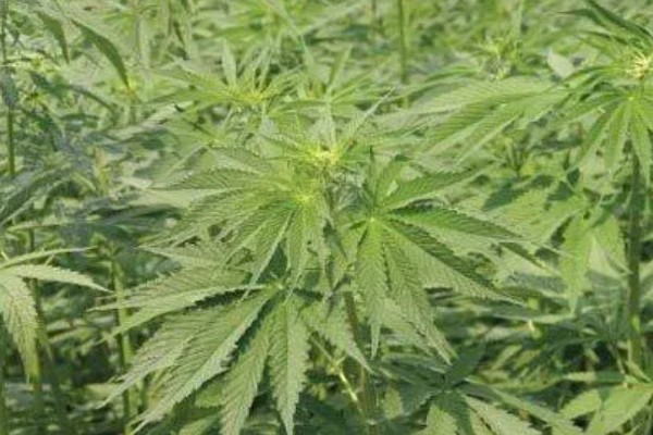 启东市的优质农产品,吕四海蜇曾荣获金海鲜奖