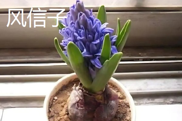 冬天适合养什么花，可选择风信子、蝴蝶兰等品种