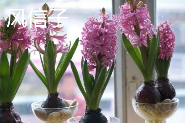 冬天适合养什么花，可选择风信子、蝴蝶兰等品种