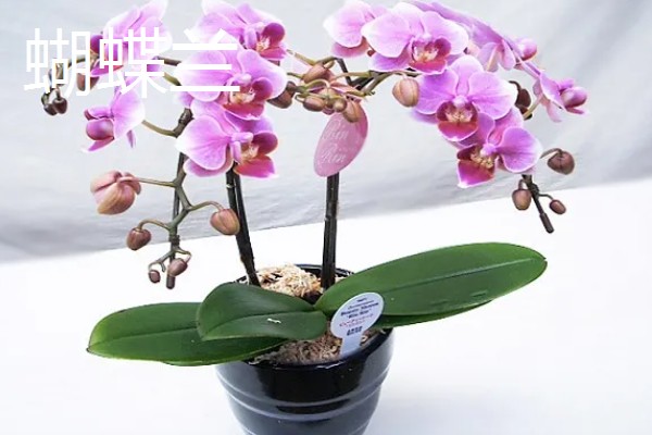 冬天适合养什么花，可选择风信子、蝴蝶兰等品种