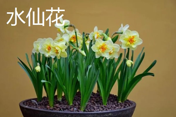 冬天适合养什么花，可选择风信子、蝴蝶兰等品种