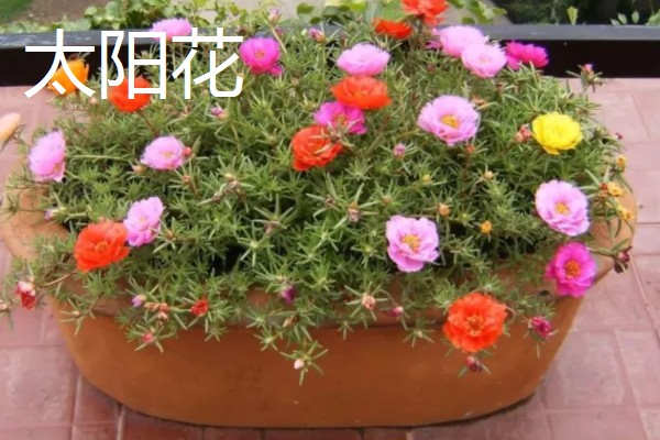 冬天适合养什么花，可选择风信子、蝴蝶兰等品种