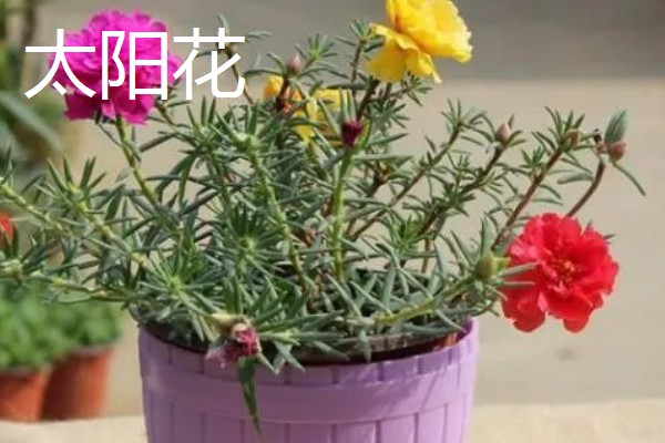 冬天适合养什么花，可选择风信子、蝴蝶兰等品种