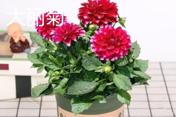 冬天适合养什么花，可选择风信子、蝴蝶兰等品种