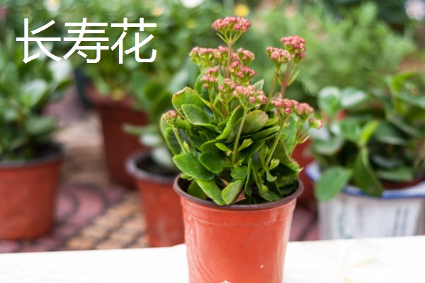 冬天适合养什么花，可选择风信子、蝴蝶兰等品种