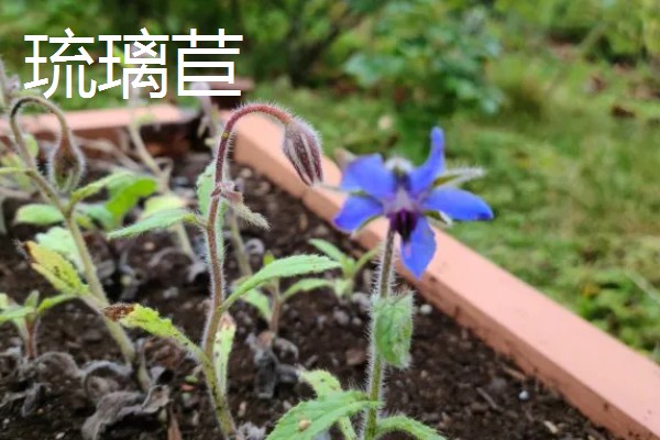 冬天适合养什么花，可选择风信子、蝴蝶兰等品种