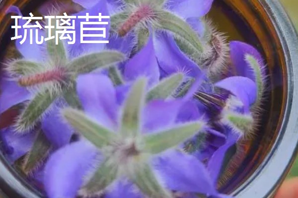 冬天适合养什么花，可选择风信子、蝴蝶兰等品种