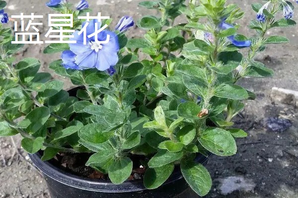 冬天适合养什么花，可选择风信子、蝴蝶兰等品种