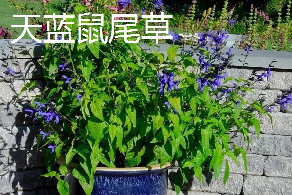 冬天适合养什么花，可选择风信子、蝴蝶兰等品种