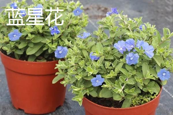 冬天适合养什么花，可选择风信子、蝴蝶兰等品种
