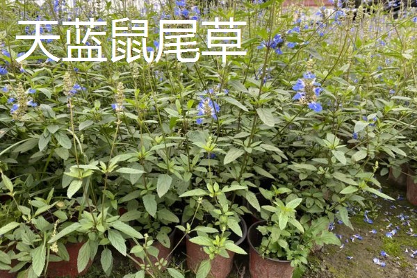冬天适合养什么花，可选择风信子、蝴蝶兰等品种