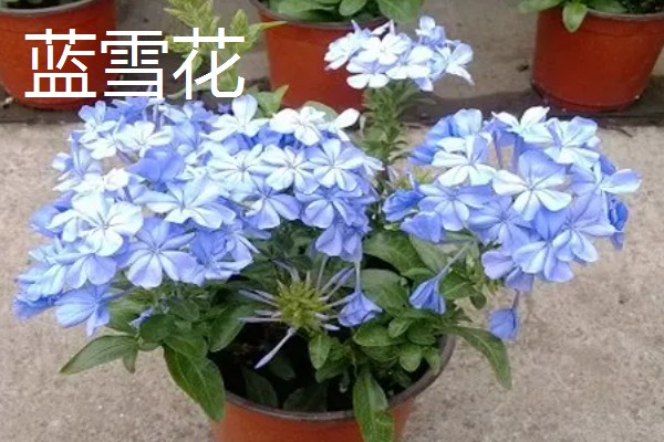 冬天适合养什么花，可选择风信子、蝴蝶兰等品种