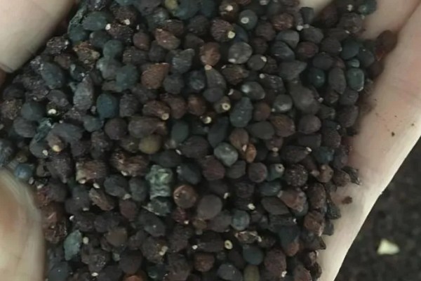 陈种子的鉴别方法,陈种子往往颜色较暗