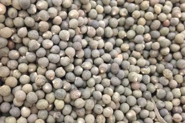 陈种子的鉴别方法,陈种子往往颜色较暗