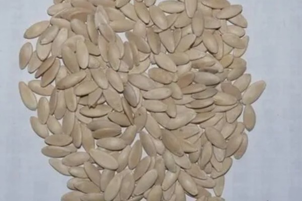 陈种子的鉴别方法,陈种子往往颜色较暗