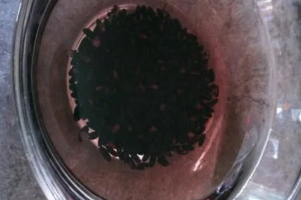 陈种子的鉴别方法,陈种子往往颜色较暗