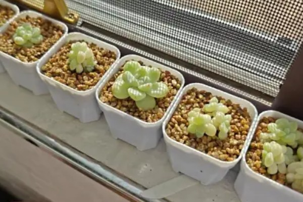 夏天怎样养肉肉,需要控制水分