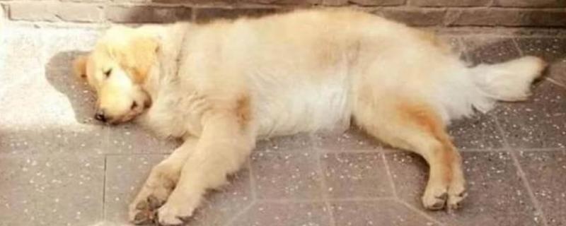 狗狗秋季换毛怎么护理，经常梳理皮毛会更加顺滑