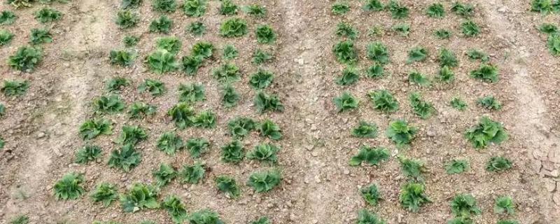 沙姜的高产方法，每亩地种植2万株左右