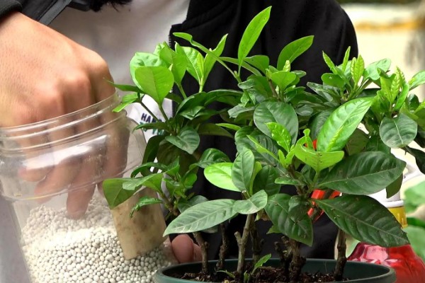 栀子花有花苞为什么不开花,可能是缺乏养分所致