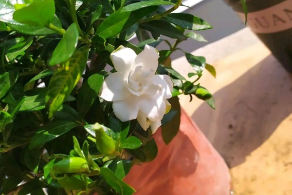 栀子花有花苞为什么不开花,可能是缺乏养分所致