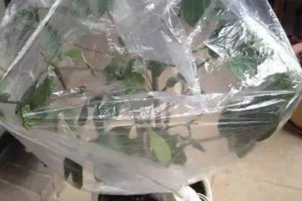 栀子花有花苞为什么不开花,可能是缺乏养分所致